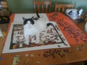 cat on puzzle