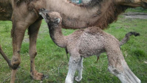 1 day old camel