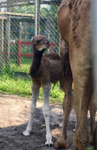 4 day old camel